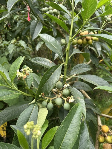 Solanum oblongifolium