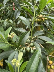 Solanum oblongifolium