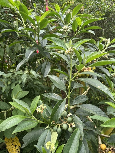 Solanum oblongifolium, photograph 2