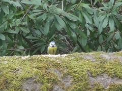 Cyanistes caeruleus