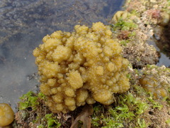 Colpomenia tuberculata