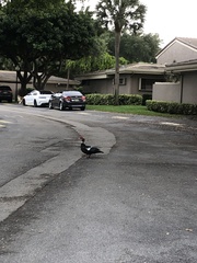 Cairina moschata domestica