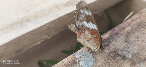 Red Peacock