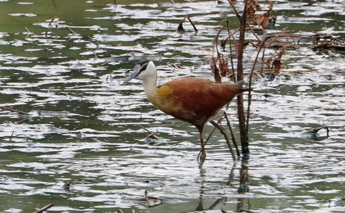 iNaturalist image