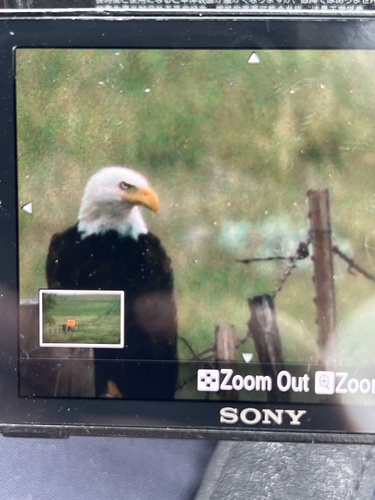 Bald Eagle