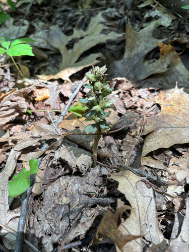 iNaturalist observation photo of pennywort