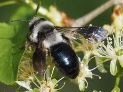 Andrena danuvia