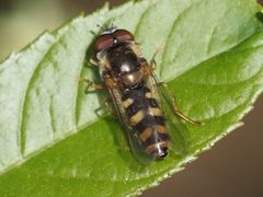 Epistrophella euchroma