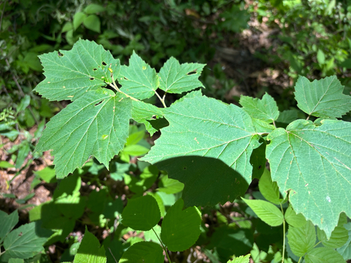 iNaturalist observation photo of mapleleaf viburnum