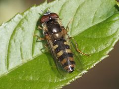 Epistrophella euchroma