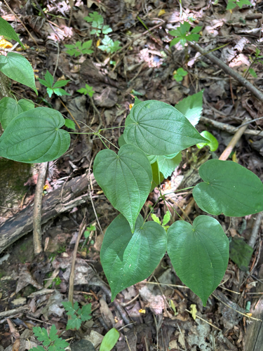 iNaturalist observation photo of wild yam