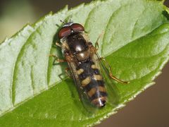 Epistrophella euchroma