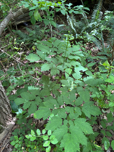 iNaturalist observation photo of white baneberry