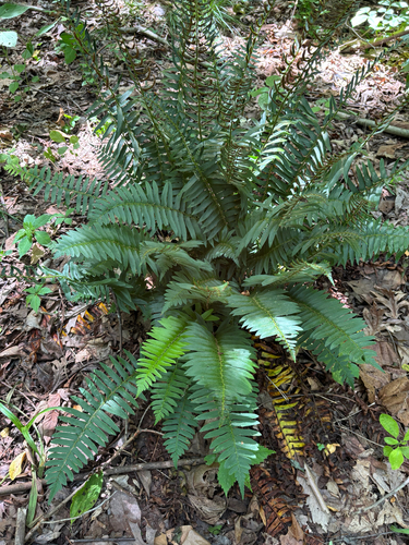 iNaturalist observation photo of Christmas fern