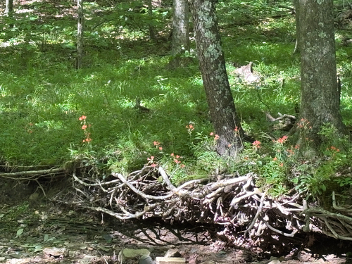 iNaturalist observation photo of fire pink