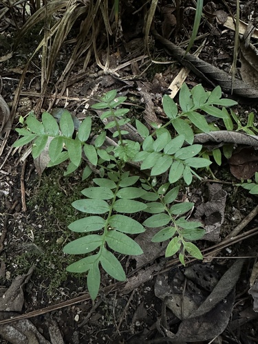 Mutisia clematis