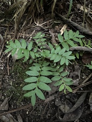 Mutisia clematis
