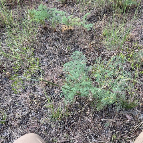 Lomatium papilioniferum, photograph 4