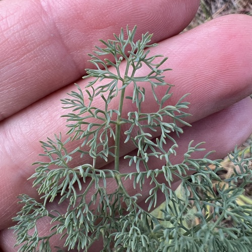 Lomatium papilioniferum, photograph 5