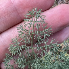 Lomatium papilioniferum, photograph (c) Mark Pollock, some rights reserved (CC BY)