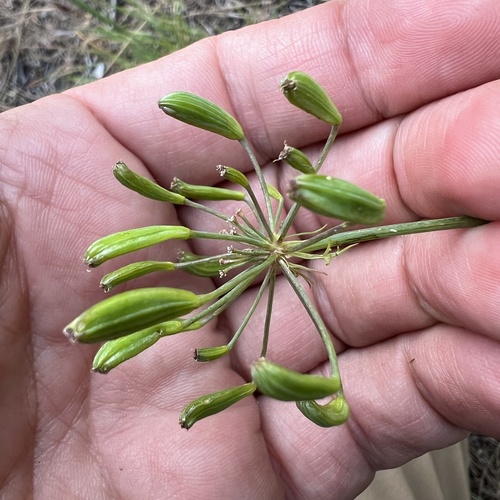 Lomatium papilioniferum, photograph 6