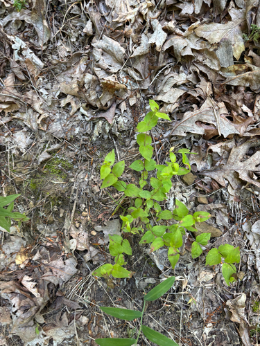 iNaturalist observation photo of common dittany