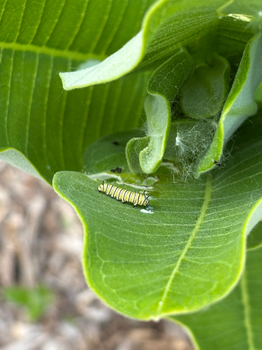 iNaturalist observation photo of Monarch