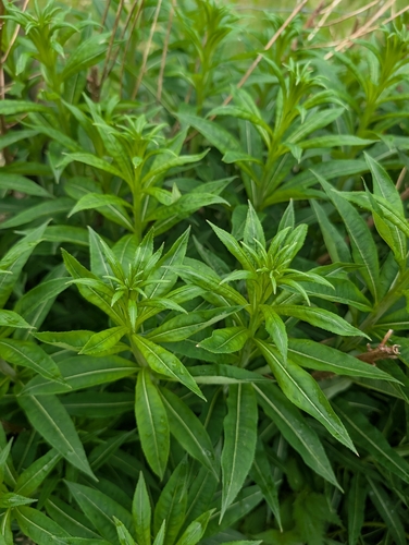 fireweed