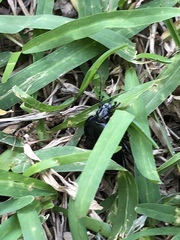 Carabina