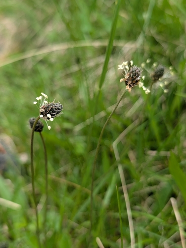 ribwort plantain