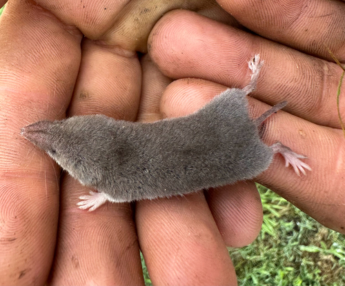 North American Least Shrew observed by tnriverpuma