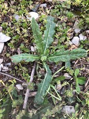 Asteraceae