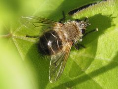 Tachina ursina