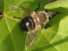 Tachina ursina