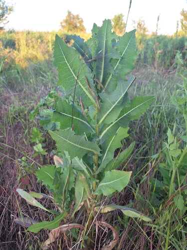 prickly lettuce