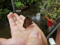 Cissia labe
