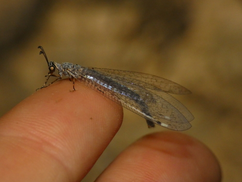 Myrmeleon gerlindae