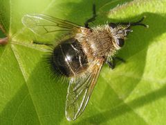 Tachina ursina