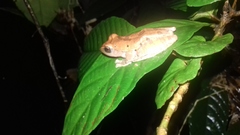 Leptomantis angulirostris