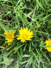 Taraxacum
