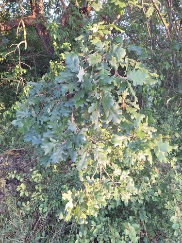 downy oak