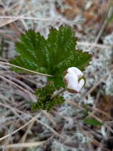 cloudberry