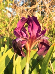 Iris pseudopumila