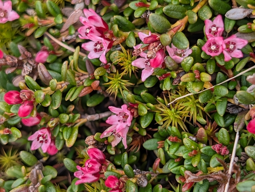 alpine azalea