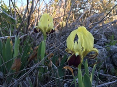 Iris pseudopumila