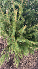 Picea
