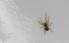 Zygiellinae