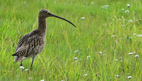 iNaturalist image