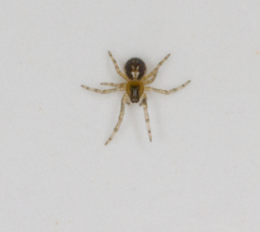 Zygiellinae