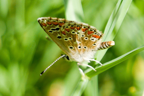 Southern Brown Argus